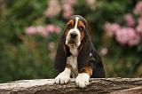 BASSET HOUND 134
